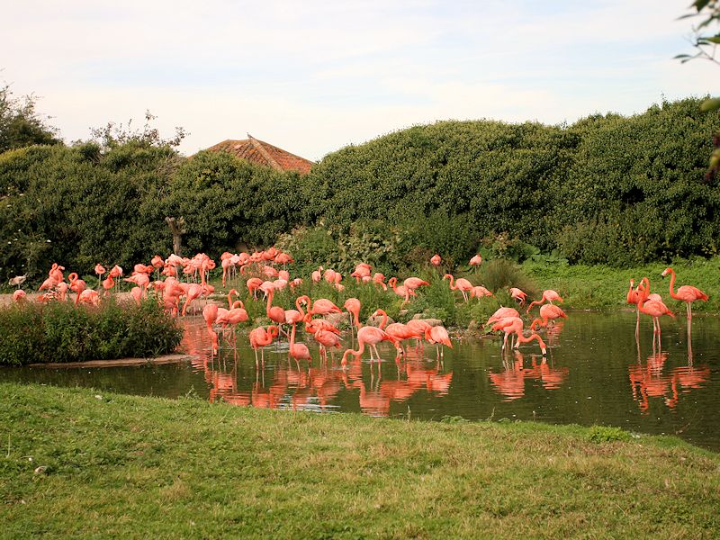Old Caribbean Flamingo Zone (WWT Slimbridge September 2012) - pic by Nigel Key